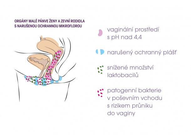 k tématu: probiotický intimní krém ellen®